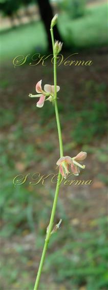  Inflorescence (Raceme bearing pairs of flowers)